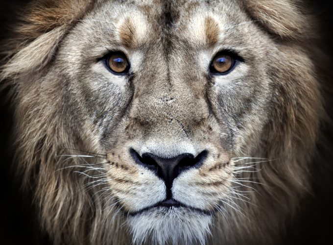 Wallpaper lion, 4k, Animals 91737252